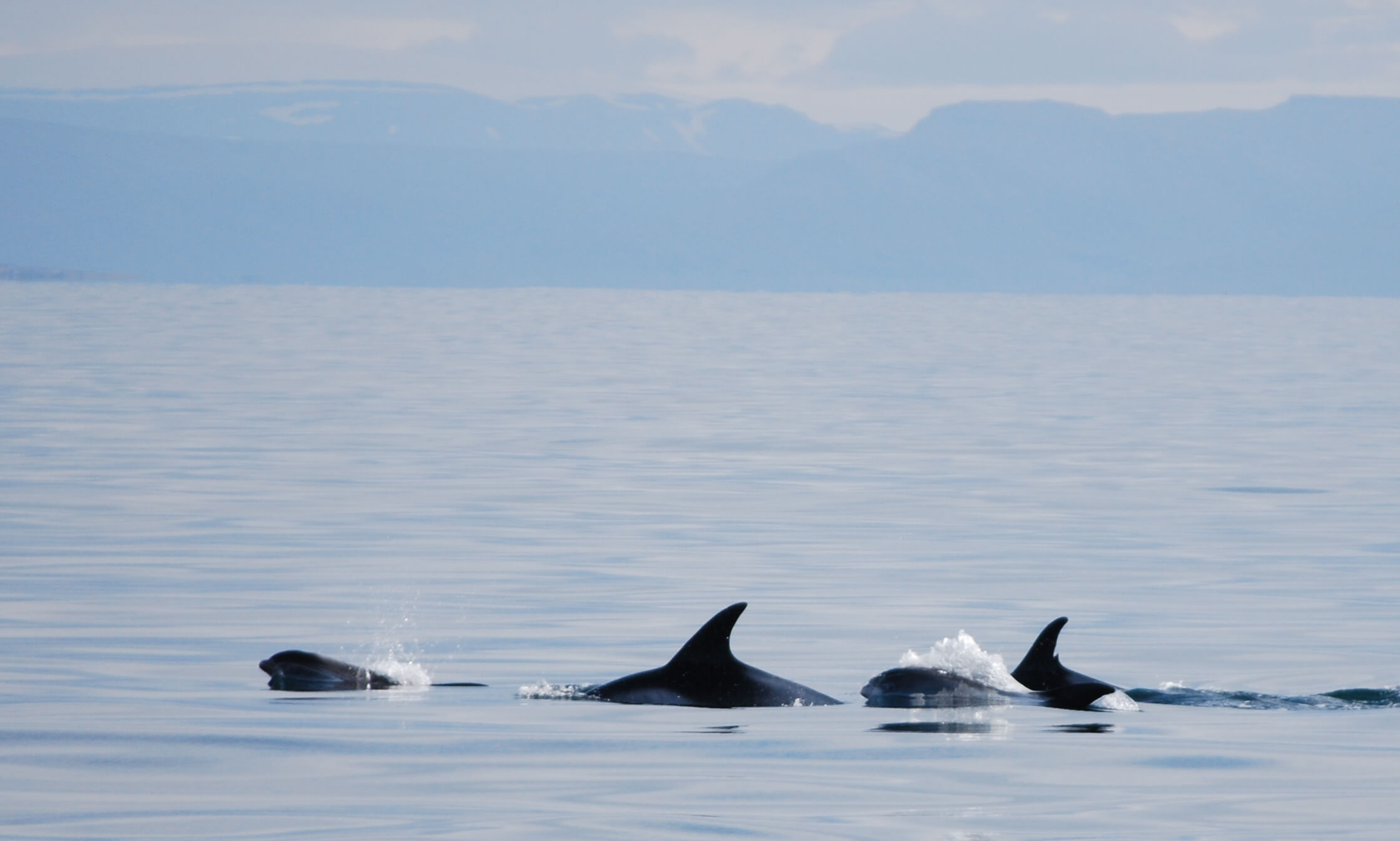 2 White-beaked Dolphin.JPG thumbnail