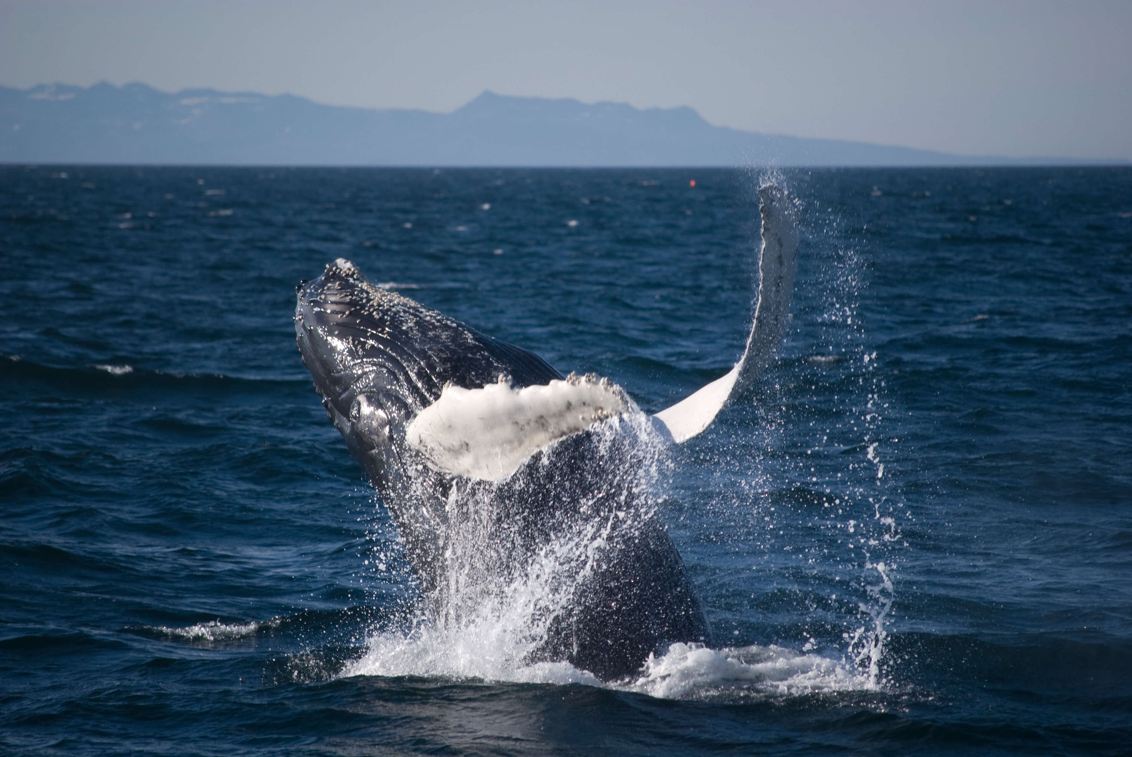 2 breaching Humpback Whale.jpg thumbnail